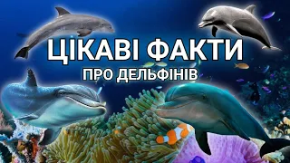 Цікаві факти про дельфінів🐬🐬🐬 #дельфіни #дельфінотерапія