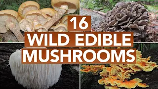 16 Wild Edible Mushrooms You Can Forage This Autumn