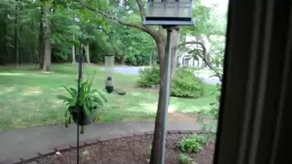 Yankee Flipper vs Persistent Squirrel