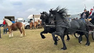 Expoziție de cai Săcădat, Bihor#2023