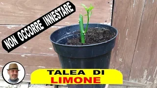 TALEA DI LIMONE tutti i segreti, TALEA DE LIMÓN todos los secretos, LEMON TALEA all the secrets