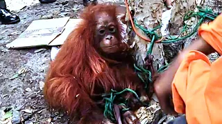 People Tied This  Baby Orangutan To A Tree Waiting For Selling Purpose