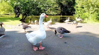 Priory Gardens Wildlife - Orpington