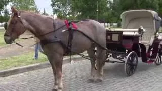 "Passeggiata Folkloristica a Cavallo" 2014