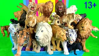 Big Cat Week  NEW Lions, Tigers, White Lion, White Tiger, Leopard, Panther Lynx, Indian Animals 13+