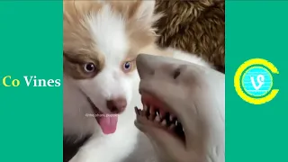 Try Not To Laugh Watching Shark Puppet Compilation 2020 (W/Titles) Funny Shark Puppet Videos