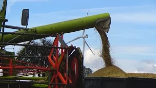 Żniwa 2016 ! Claas Dominator 58 & MF 255 ! Głuchów Team