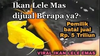 Viral Ikan Lele Emas Harga Rp. 5 Triliun, Rejeki Pemilik Ikan Lele