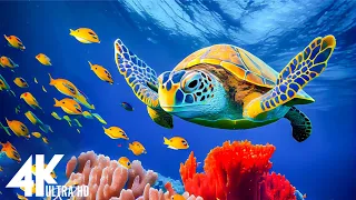 11 HOURS of 4K Underwater Wonders + Relaxing Music - The Best 4K ULTRA HD SEA ANIMALS