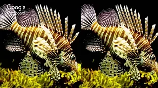 3D VR - Brazilian Aquarium [Virtual Reality Vídeo]  3D Side By Side SBS