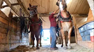 HITCHING UP A TEAM OF DRAFT HORSES & SPREADING MANURE #532