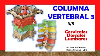 🥇 VERTEBRAL COLUMN 3/5 - (Cervical, Dorsal and Lumbar Vertebrae). Easy and simple