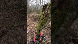 Inside the tree was a bomb! Forest goblin warned me all time!