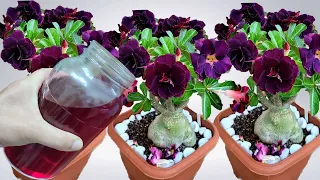 Just 1 glass makes it explode with so many flowers (Any plant)