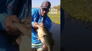 Giant 13lb Largemouth bass, Bass fishing South Africa #shorts