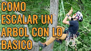 Como Escalar un ARBOL con LO BASICO