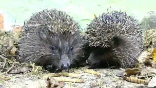 jedzące jeże -munching hedgehogs