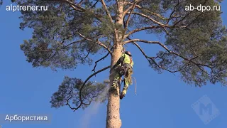 Арбористы, работа на деревьях