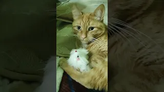 Рыжий кот/Кот Симба спит с игрушкой 🤣 #колыбельная