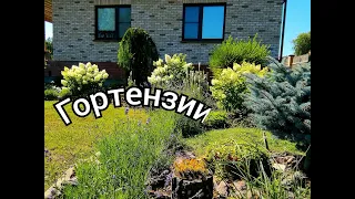 ГОРТЕНЗИИ в саду/ Обзор сортов/ Август в деревне/ Цветы/ #деревня hydrangea #обзоргортензий #лето