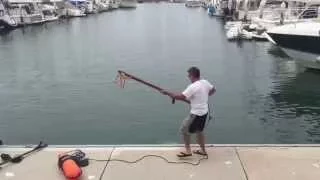 Tuna speared from dock in harbor