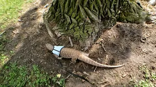 SAVANNAH MONITOR GOES TO THE PARK TO EXPLORE AND CLIMB TREES