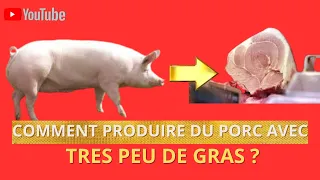 Comment produire des porcs avec avec très peu de gras?