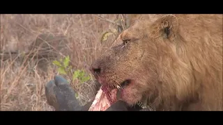 Male LIONS Big Buffalo Kill