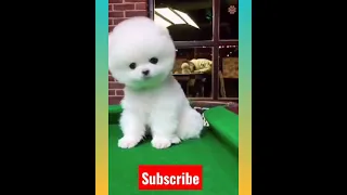 Tik Tok Chó Phõc Sóc Mini 😍 Funny and Cute Pomeranian #214