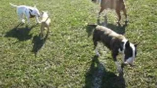 Bull Terriers-day in the park