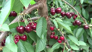 Cherry Production in Retractable Roof  -1