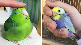 Baby Animals 🔴 Funny Parrots and Cute Birds Compilation (2022) Loros Adorables Recopilación #54