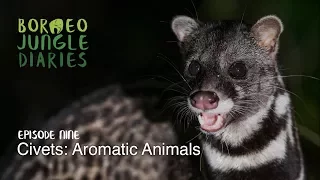 Borneo Jungle Diaries: Episode Nine - Civets: Aromatic Animals [UHD/4K] SZtv