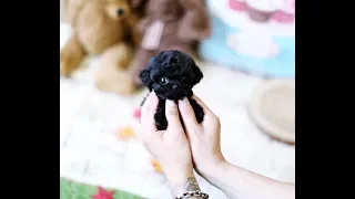 Black Poodle Toy Poodle Teacup Puppy