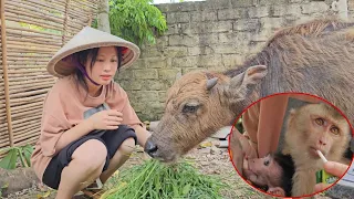 Nahu has a new friend, an adorable calf
