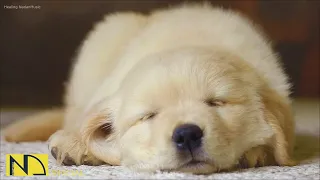 Música para dormir perros durante 20 horas🐶💖Música para aliviar la ansiedad por separación de perros
