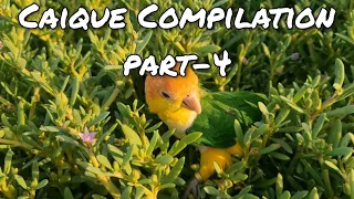 Caique Parrot Compilation Part-4 for Tips, Tricks and Funny Vides || Indian Ringneck