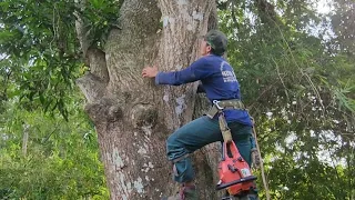 Cưa  cây  xoài  to  gần  dây  điện .Sawing mango trees. Cưa  cây  kỷ thuật cao