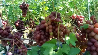 100+ сортов винограда 2 часть