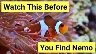 9 Things You Need To Know About Keeping Clownfish