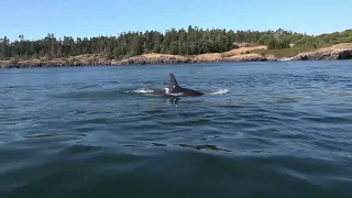 Be Whale Wise (30 seconds)