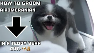 HOW TO GROOM A POMERANIAN IN A TEDDY BEAR CUT 🐻