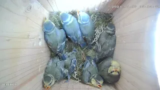 Nest Box Camera. Blue Tit, from Nesting to Hatching and Leaving the Birdhouse. 4 months in 8 min 😊