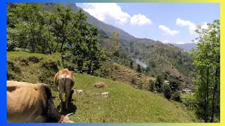 Doori majboori song music status New Pahadi Status| Nature Lover| Nature Whatsapp Status Uttarakhand