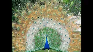 (*Nice*) Rare Peacock images,Peacock Pictures,Peacock Photos,Peacock Wallpapers Video