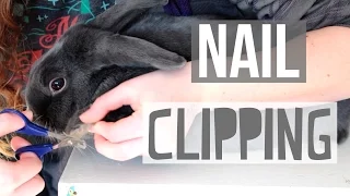 Clipping Rabbit Nails