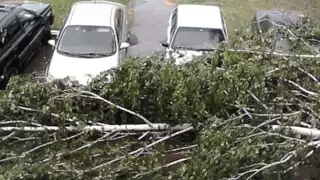 А деревья все падают.