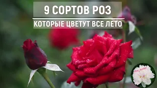 Розы которые цветут все лето