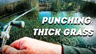 Trying to LEARN HOW TO PUNCH FOR BASS in thick grass - 1st time punching - California Delta
