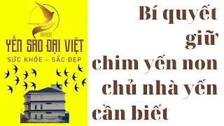 Bí quyết giữ chim yến non chủ nhà yến cần biết